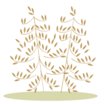 Avenuleto