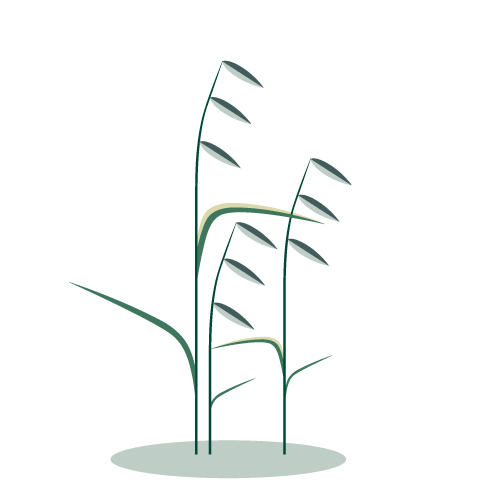 illustrazione-arrenatereto