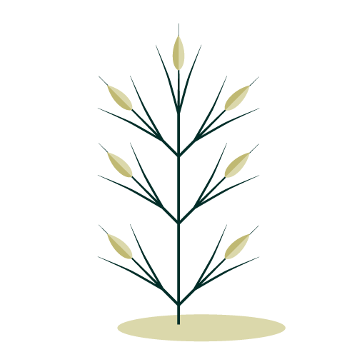 illustrazione-avenuleto