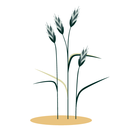 illustrazione-brometo