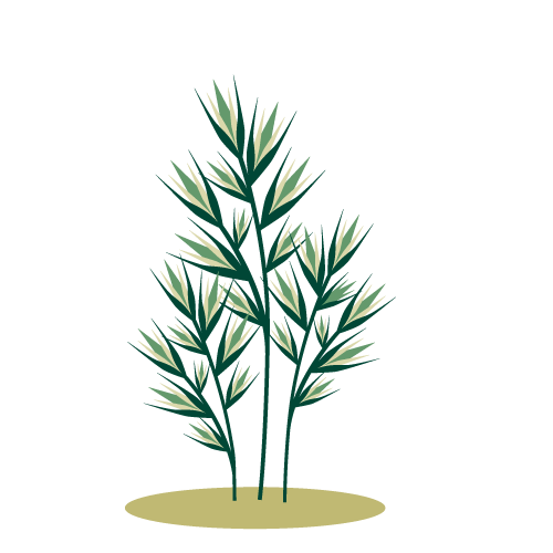 illustrazione-triseto